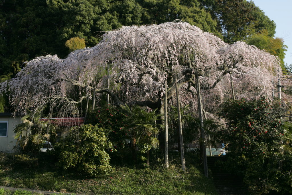 20120420_桜